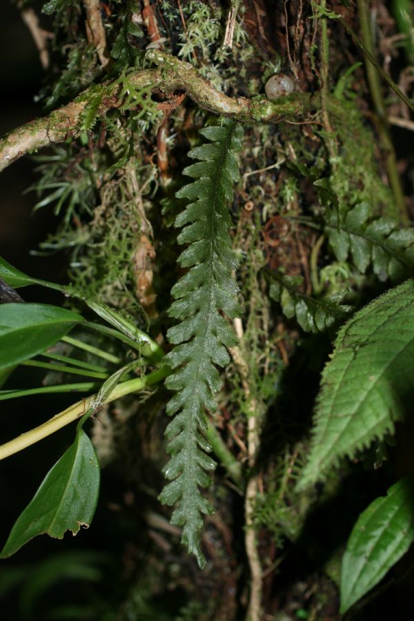 Grammitidaceae Enterosora trifurcata