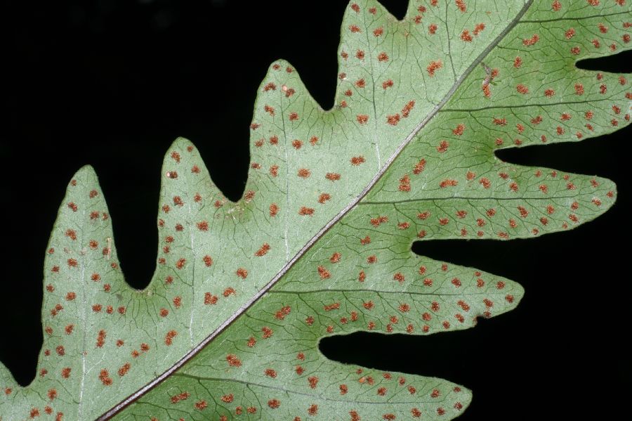 Tectariaceae Tectaria athyrioides