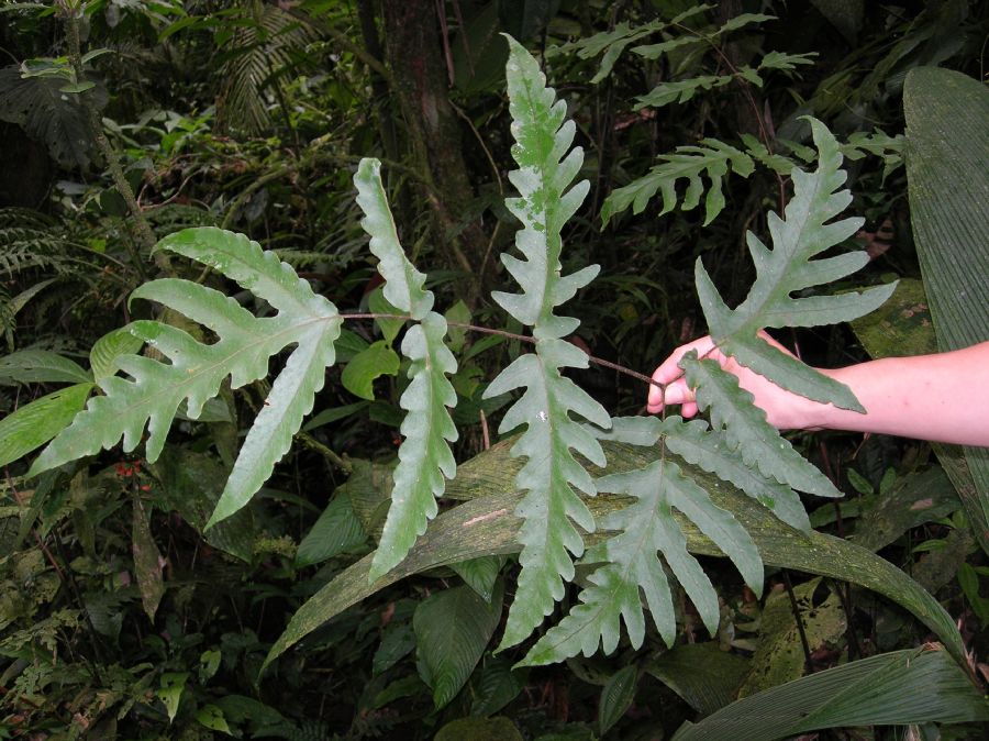 Tectariaceae Tectaria athyrioides