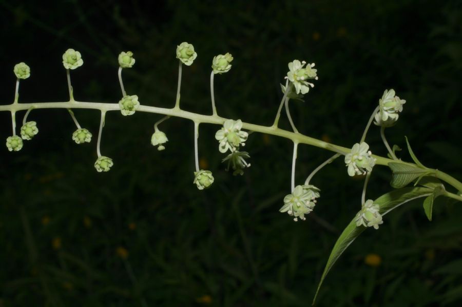 Tovariaceae Tovaria 