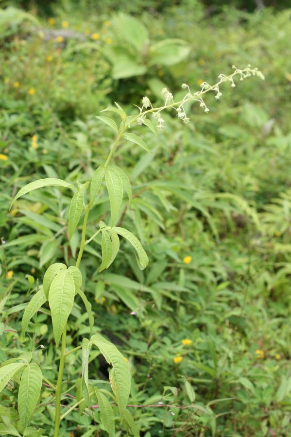 Tovariaceae Tovaria 