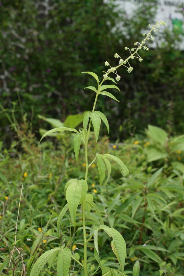 Tovariaceae Tovaria 