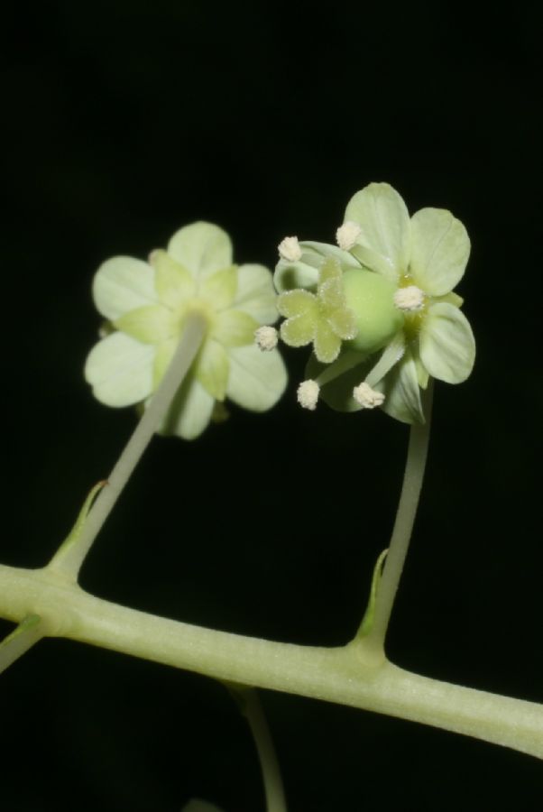 Tovariaceae Tovaria 