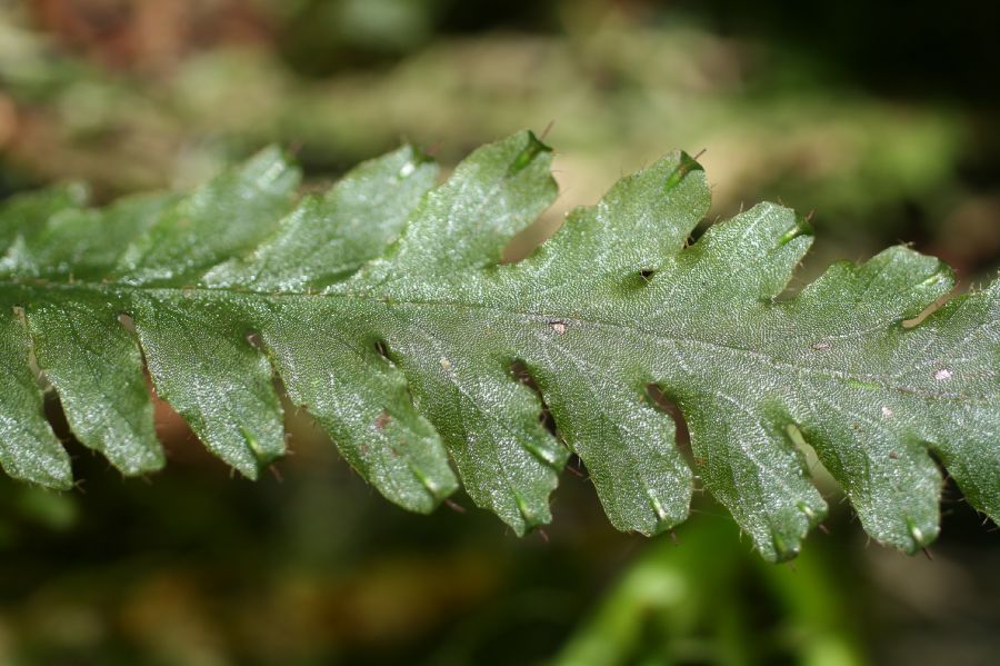 Hymenophyllaceae Trichomanes polypodioides