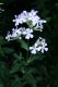 image of Saponaria officinalis