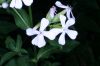 image of Saponaria officinalis