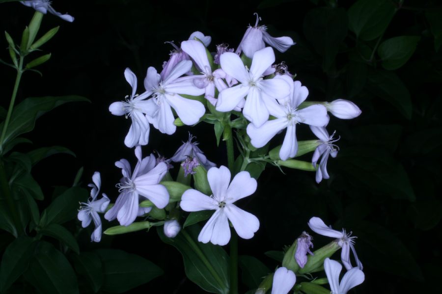 Caryophyllaceae Saponaria officinalis