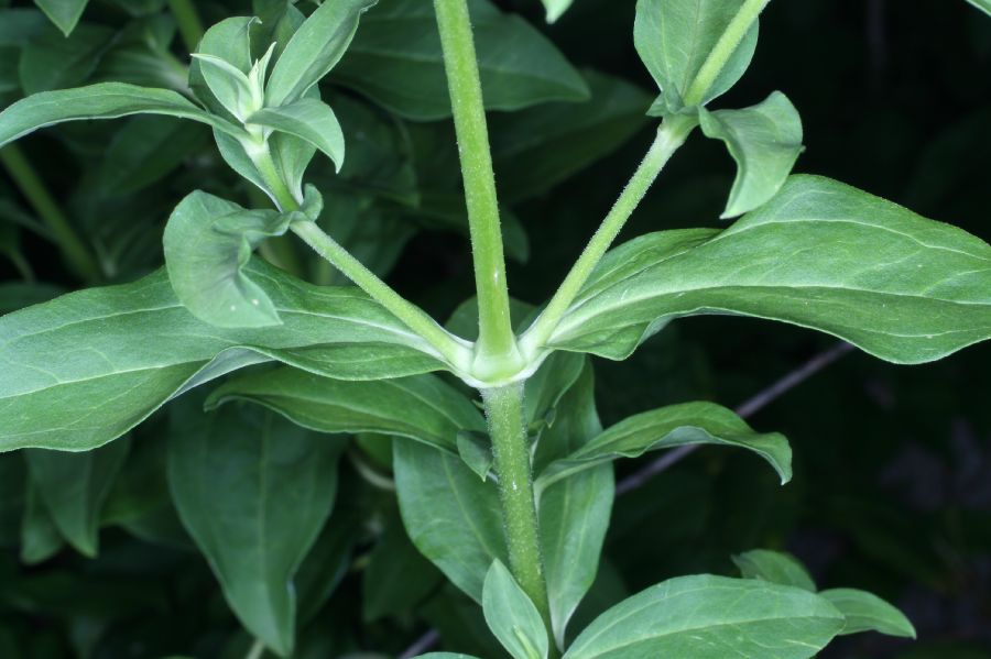 Caryophyllaceae Saponaria officinalis