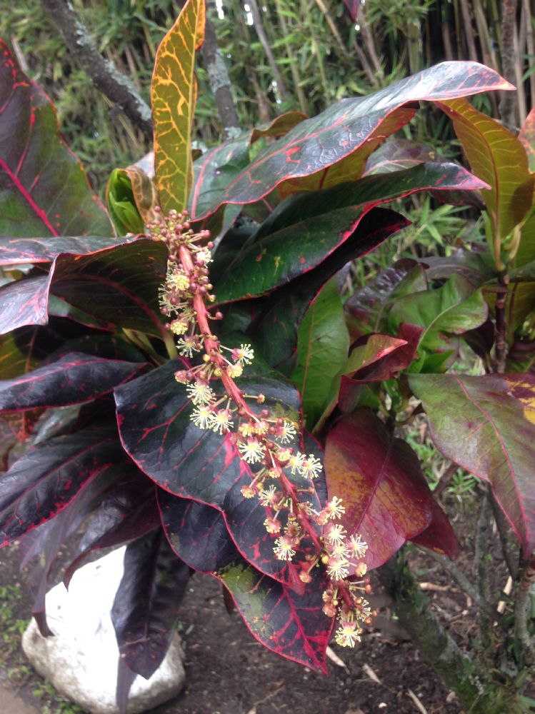 Euphorbiaceae Codiaeum variegatum