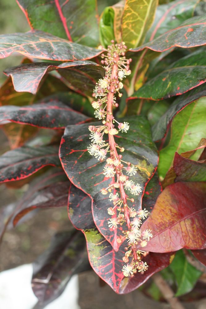 Euphorbiaceae Codiaeum variegatum