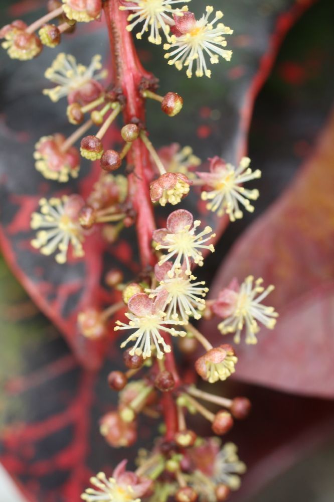 Euphorbiaceae Codiaeum variegatum