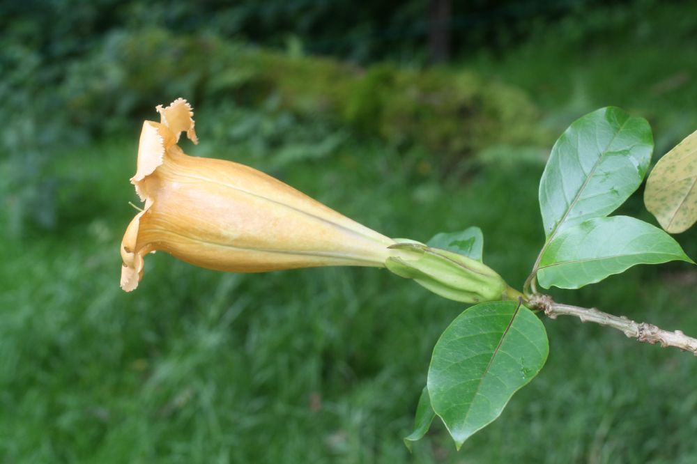 Solanaceae Solandra brachycalyx