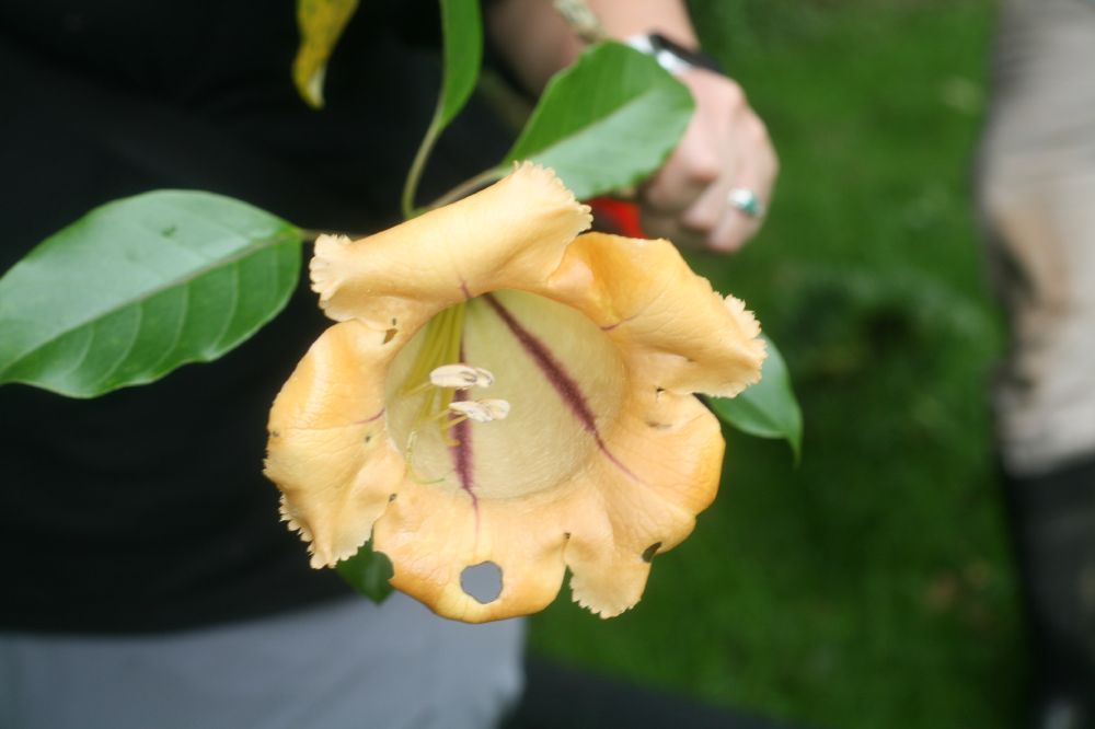 Solanaceae Solandra brachycalyx