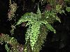 image of Asplenium pteropus