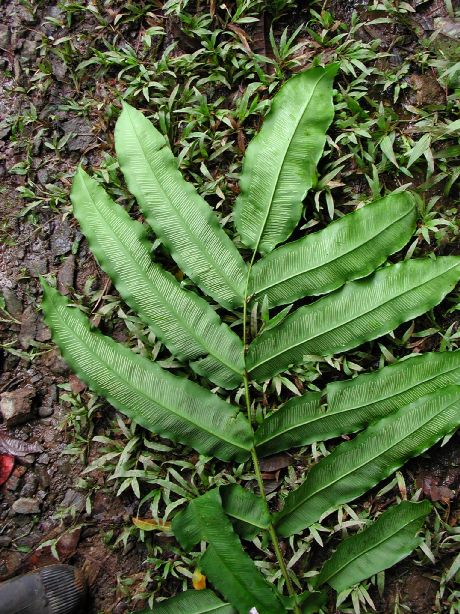 Diplaziopsidaceae Hemidictyum marginatum