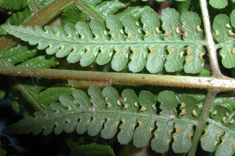 Dennstaedtiaceae Hyolepis repens