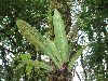 image of Asplenium serratum