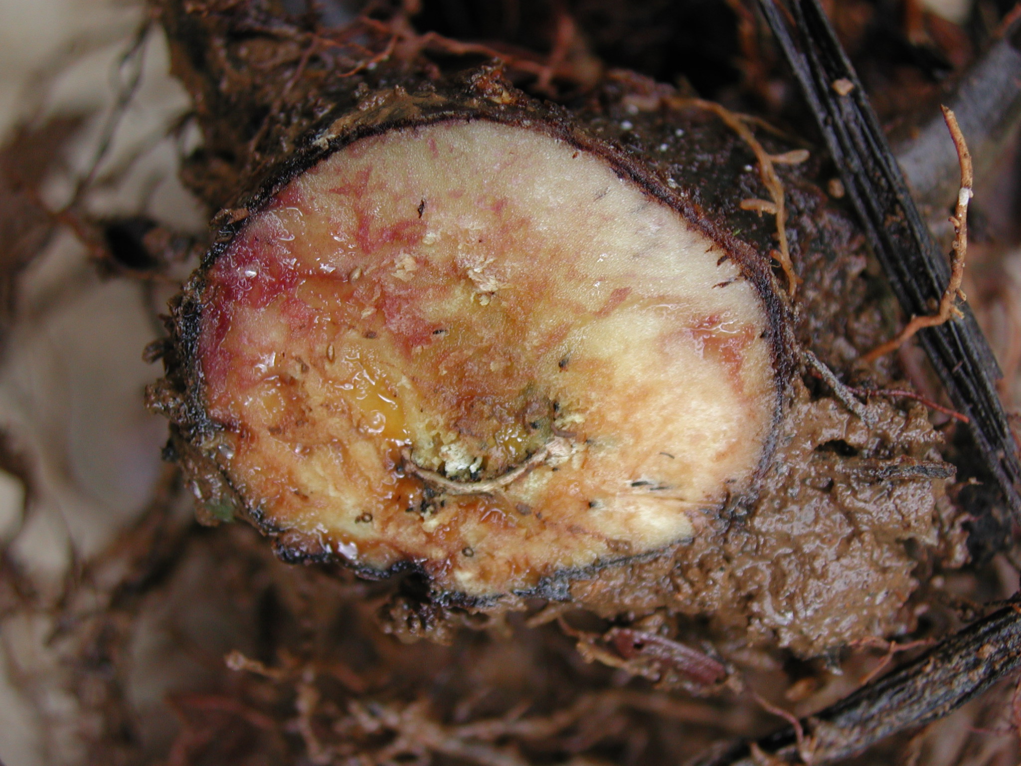 Lomariopsidaceae Bolbitis portoricensis