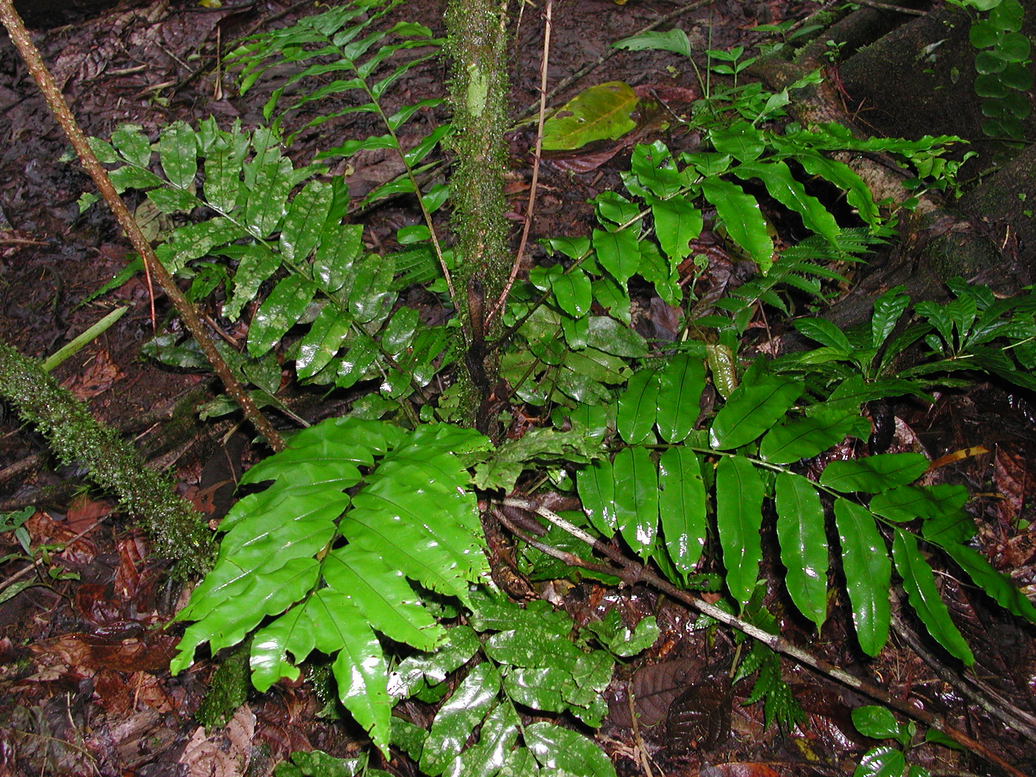 Lomariopsidaceae Lomariopsis japurensis