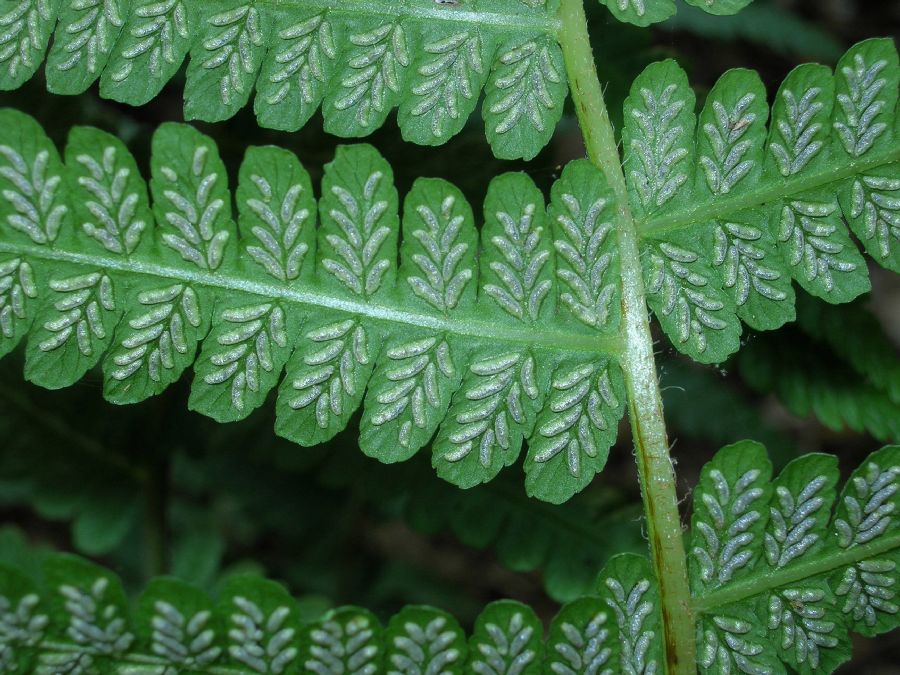 Athyriaceae Deparia acrostichoides