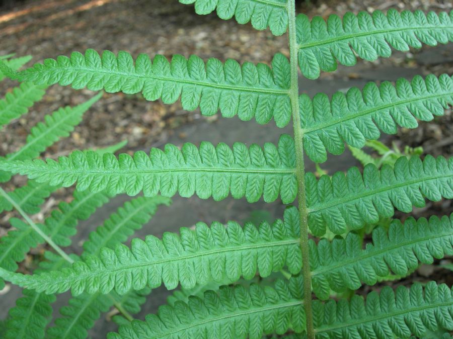 Athyriaceae Deparia acrostichoides