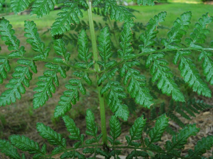 Dryopteridaceae Dryopteris expansa