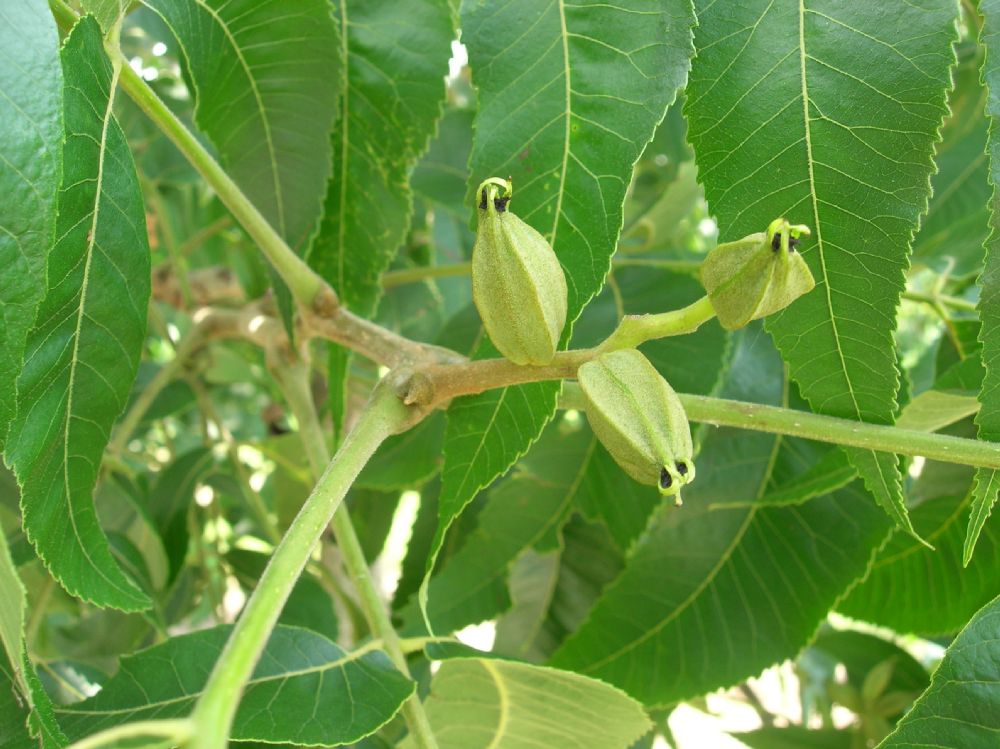 Juglandaceae Carya illinoensis