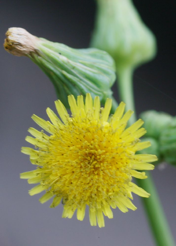 Asteraceae Sonchus asper