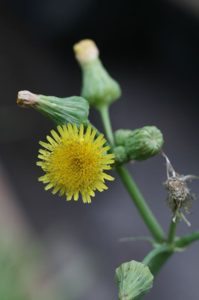 Asteraceae Sonchus asper