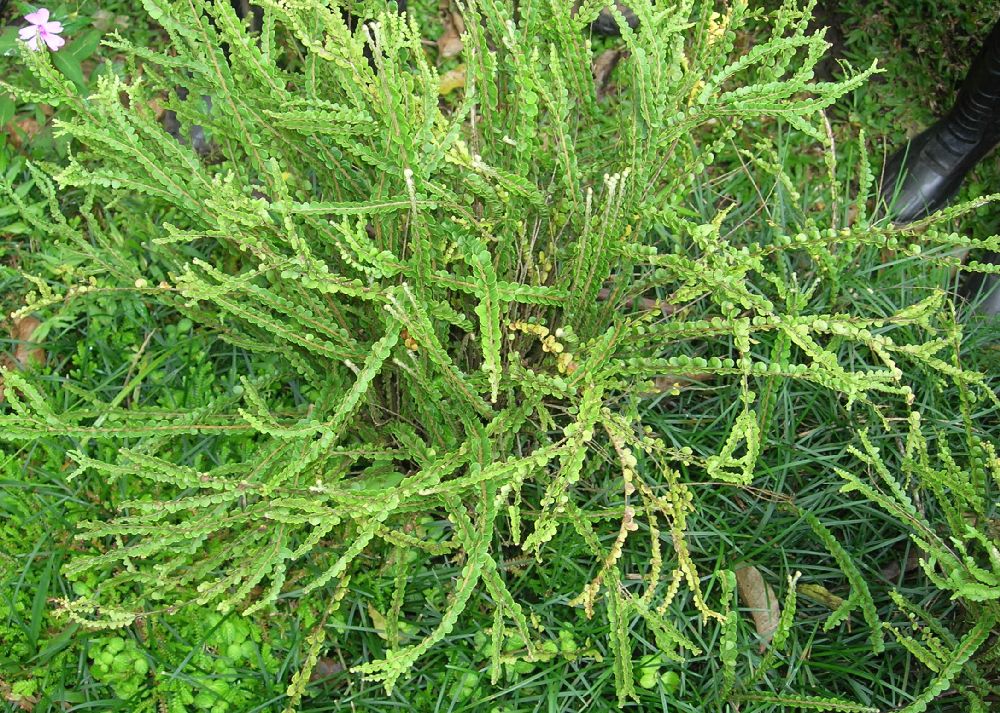 Nephrolepidaceae Nephrolepis cordifolia