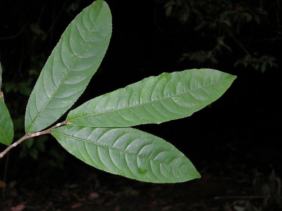 Salicaceae Casearia corymbosa