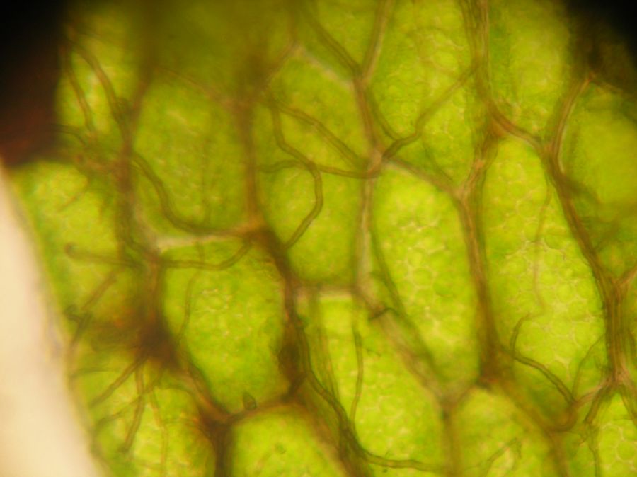 Hymenophyllaceae Hymenophyllum sp one