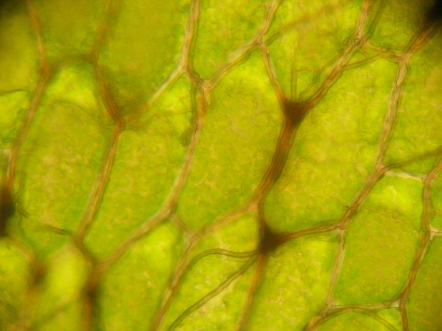 Hymenophyllaceae Hymenophyllum sp one