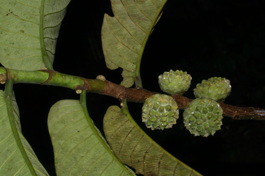 Moraceae Castilla elastica