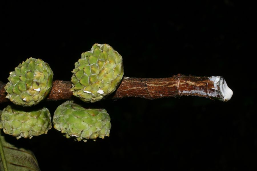 Moraceae Castilla elastica