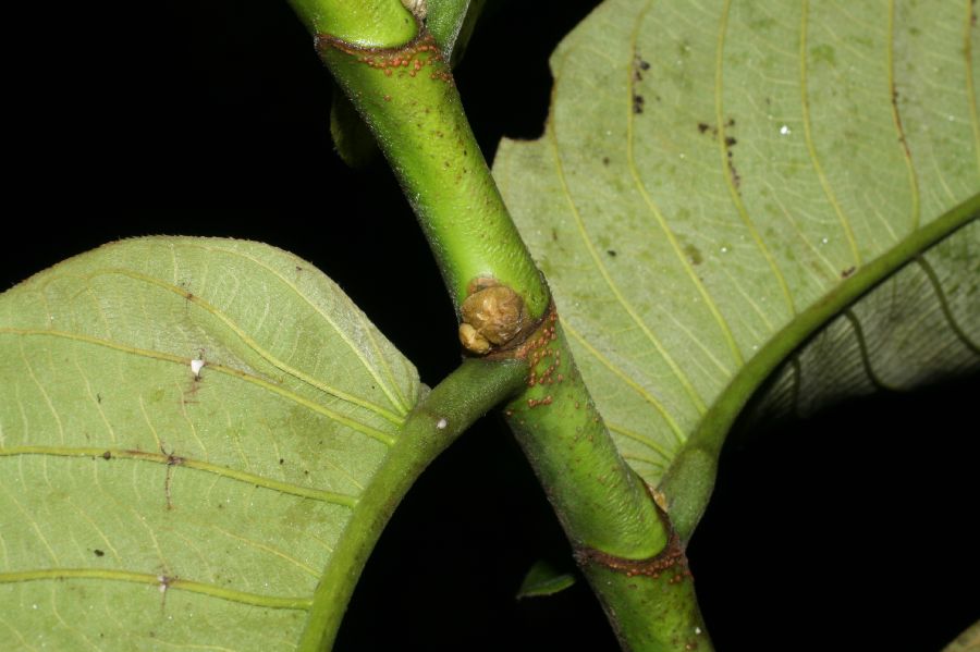 Moraceae Castilla elastica