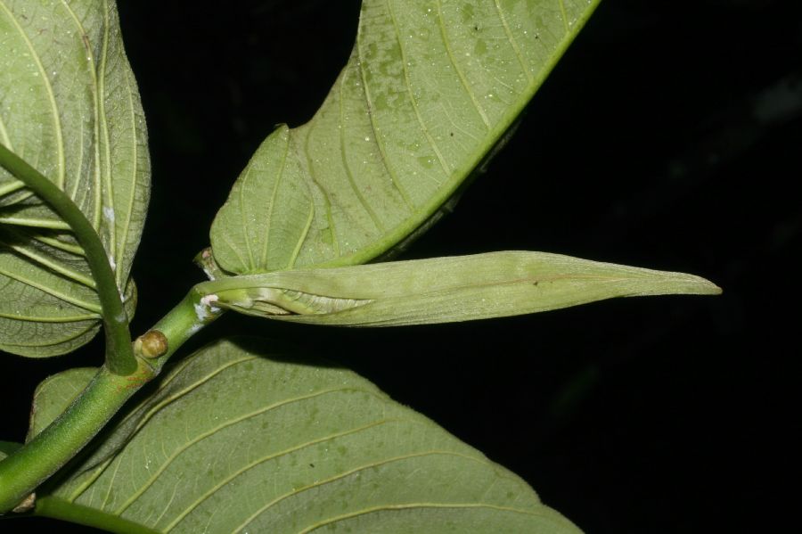 Moraceae Castilla elastica