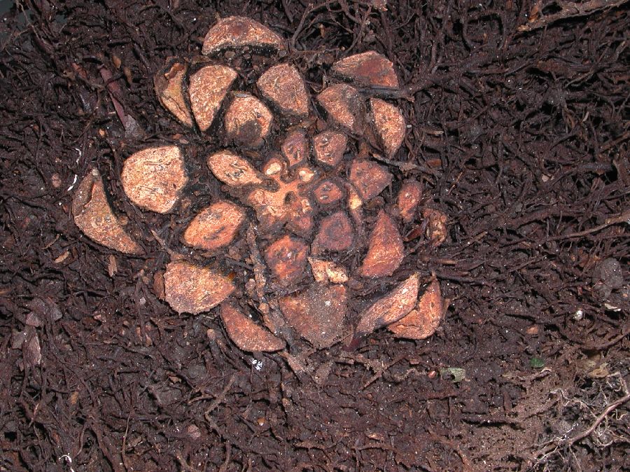 Onocleaceae Matteuccia struthiopteris