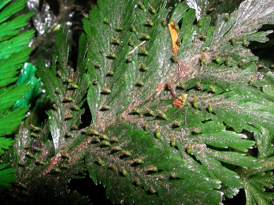 Hymenophyllaceae Trichomanes elegans