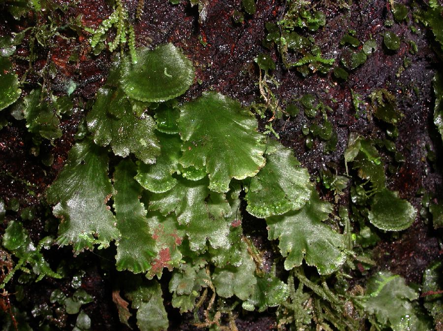 Hymenophyllaceae Didymoglossum membranaceum