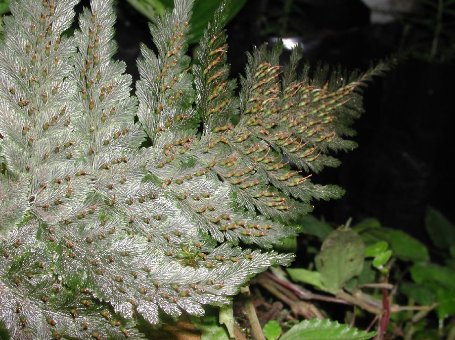 Hymenophyllaceae Abrodictyum rigidum