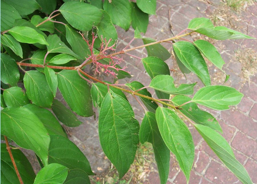Cornaceae Cornus drummondii