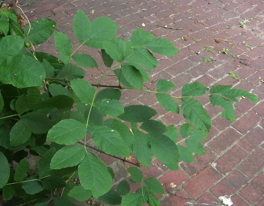 Oleaceae Fraxinus pennsylvanica