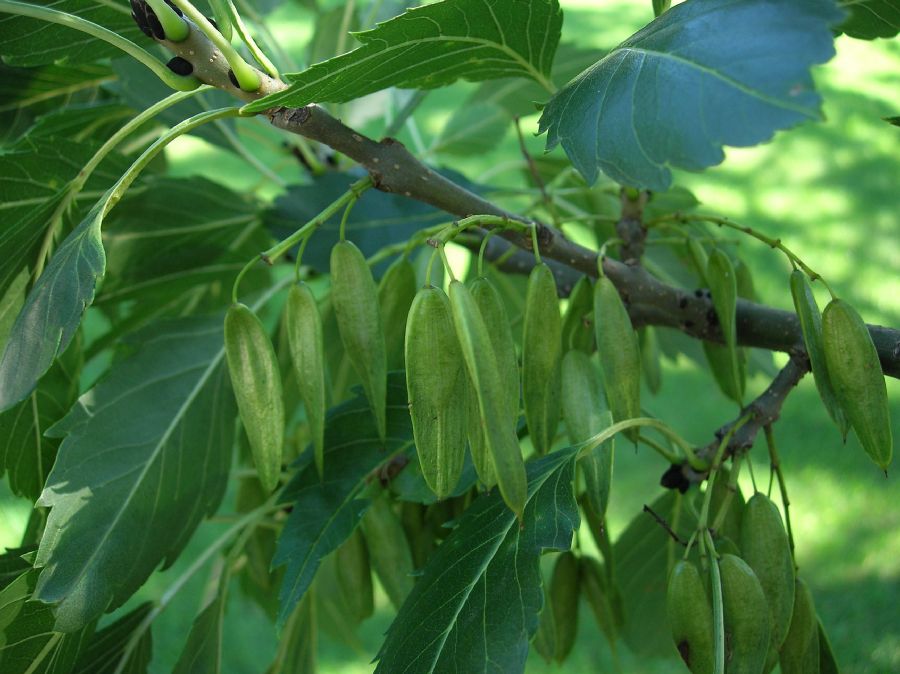 Oleaceae Fraxinus 