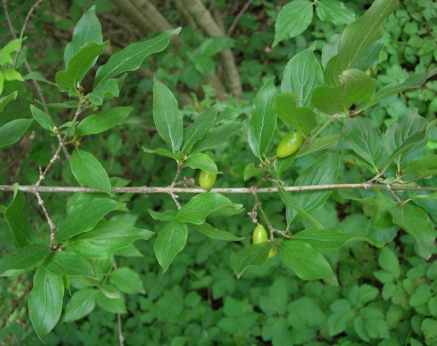 Cornaceae Cornus 