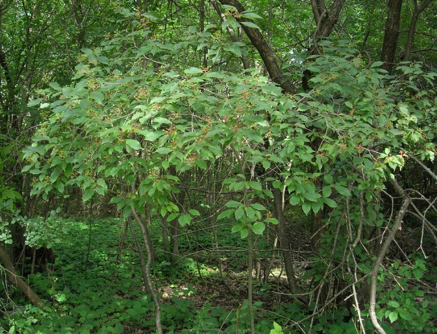 Cornaceae Cornus racemosa