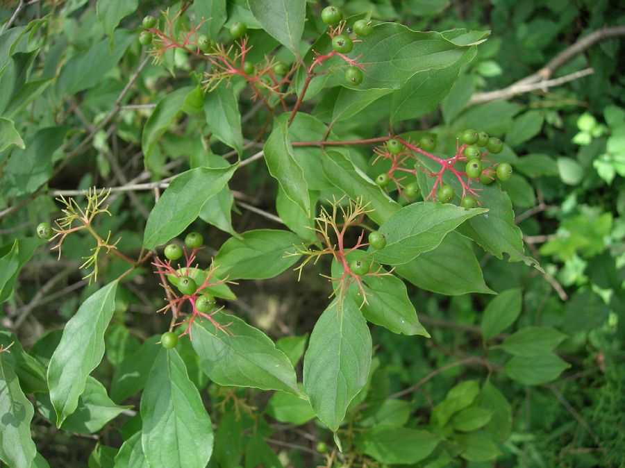 Cornaceae Cornus racemosa