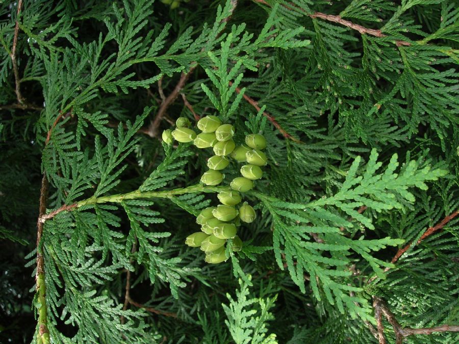 Cupressaceae Thuja occidentalis