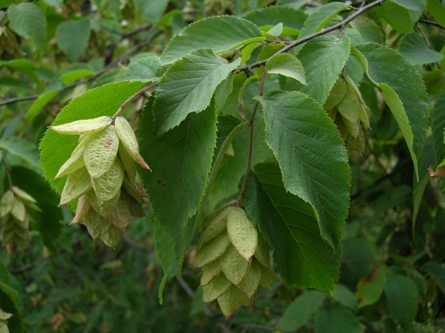 Betulaceae Ostrya virginiana