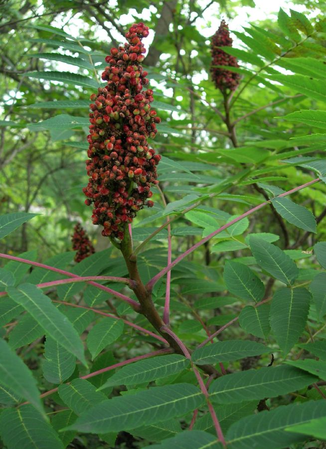 Anacardiaceae Rhus glabra